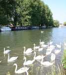 A wedge of Swans